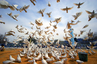 Doves, symbols of peace, are freed near the shrine of Hazrat Ali in the city of Mazar Sharif, Afghanistan, on the International Day of Peace.
