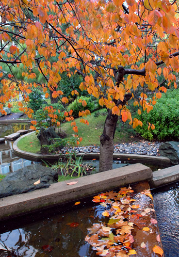 Il Giardino della Pace, dono del governo Giapponese, presso la sede dell'UNESCO a Parigi. Foto del giardino in autunno.