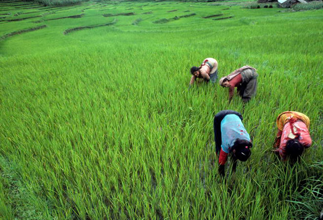Coltivatori di riso lavorano nei campi in Palung, Nepal