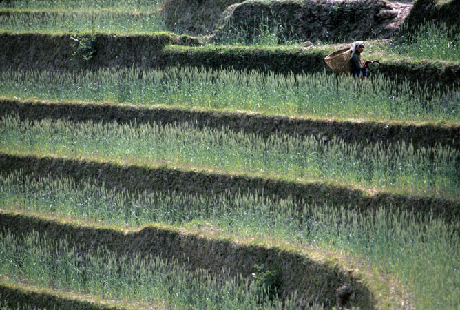 Woman cutting grass to feed cattle in Lamaku, eastern Nepal