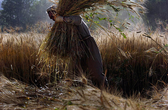 Un contadino lavora alla raccolta del grano a Bamyan, Afghanistan