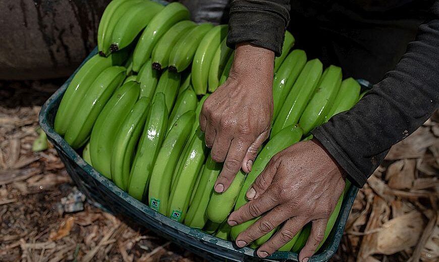 Peru Banana producers 2021_870Banana producer packs bananas
