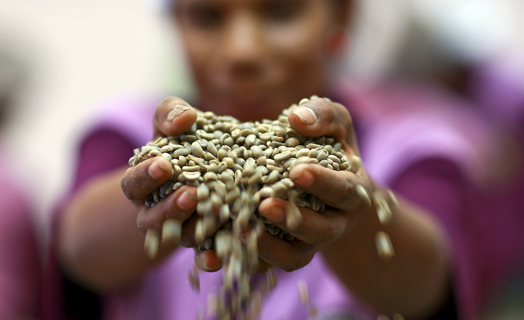 Un coltivatore di caffè tiene tra le mani una manciata di chicchi, in una cooperativa di Timor Est (2009)
