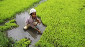 Donna che raccoglie il riso a mano in una risaia a Timor-Est.