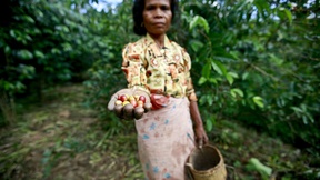 Una donna di Ermera tiene in mano e mostra i chicci di caffè che ha raccolto