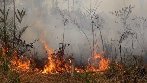 A fire burns in the Amazon rainforest in Brazil