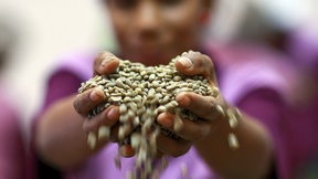 Un coltivatore di caffè tiene tra le mani una manciata di chicchi, in una cooperativa di Timor Est (2009)

