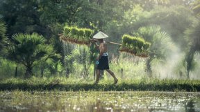 Immagine rappresentante un contadino che lavora in una risaia