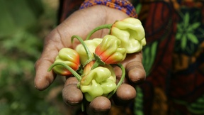 La mano di una donna senegalese contenente alcuni peperoncini dell'orto. 