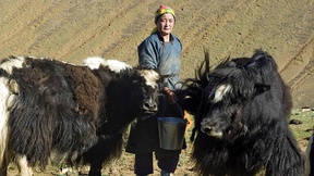 Una donna pastore munge i suoi yak, Khovd, Mongolia, 2009
