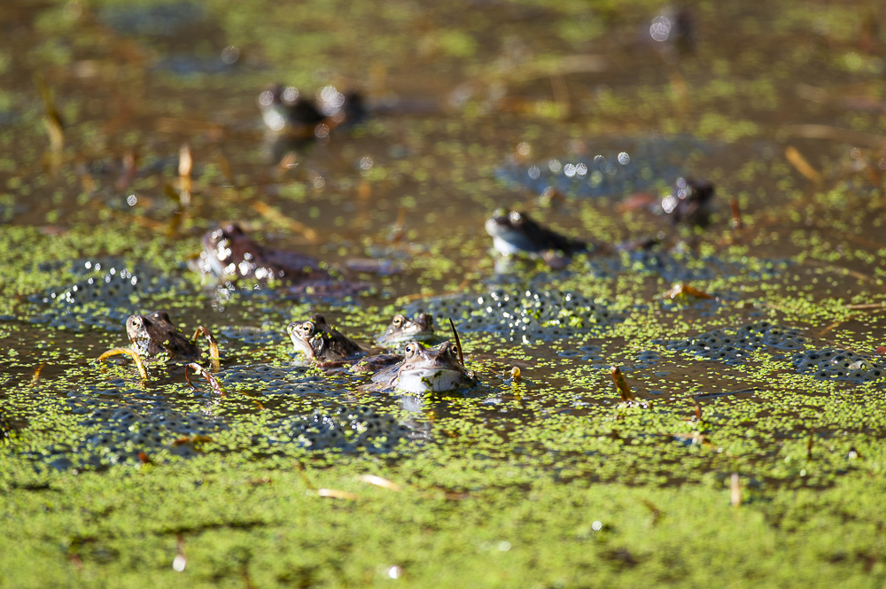 Rana Temporaria o rana alpina è una specie molto comune in Europa. Durante la stagione riproduttiva partecipa, percorrendo anche grandi distanze, a migrazioni di massa verso i luoghi di riproduzione. Nella foto diversi esemplari in uno stagno di montagna immersi nelle loro uova.