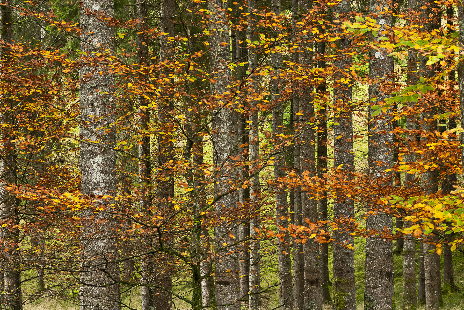 L'agonia delle grandi foreste, 2 Diana Crestan