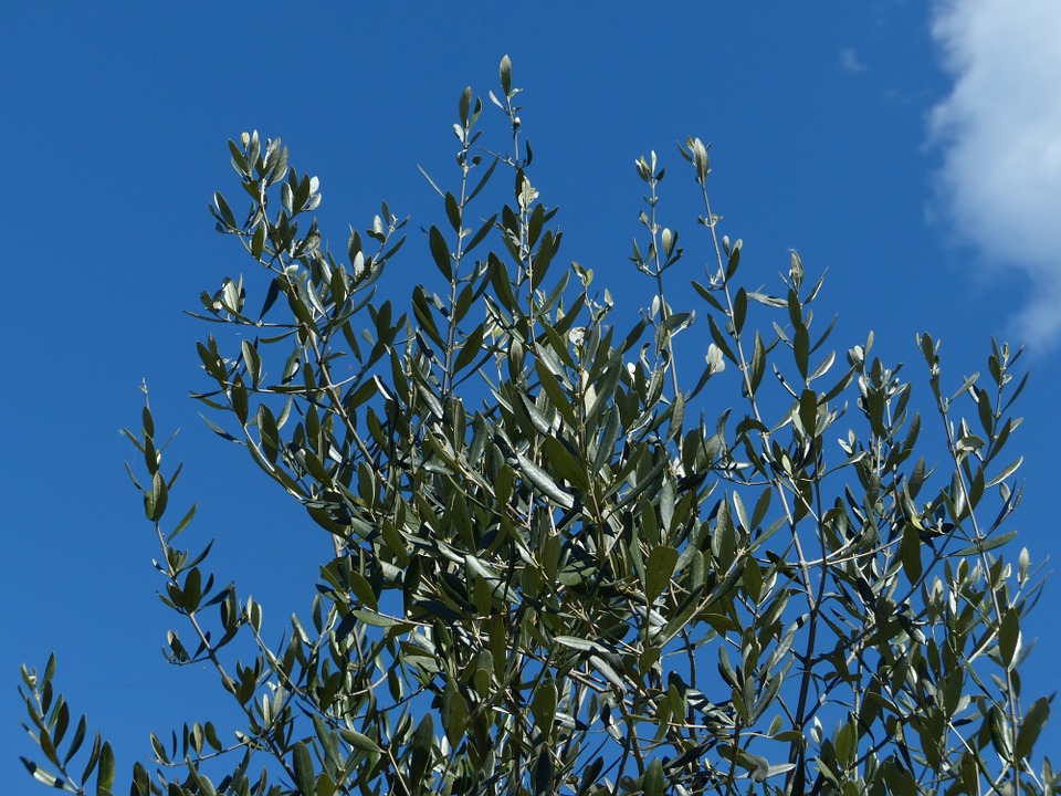 olive-branch-357584_960_720