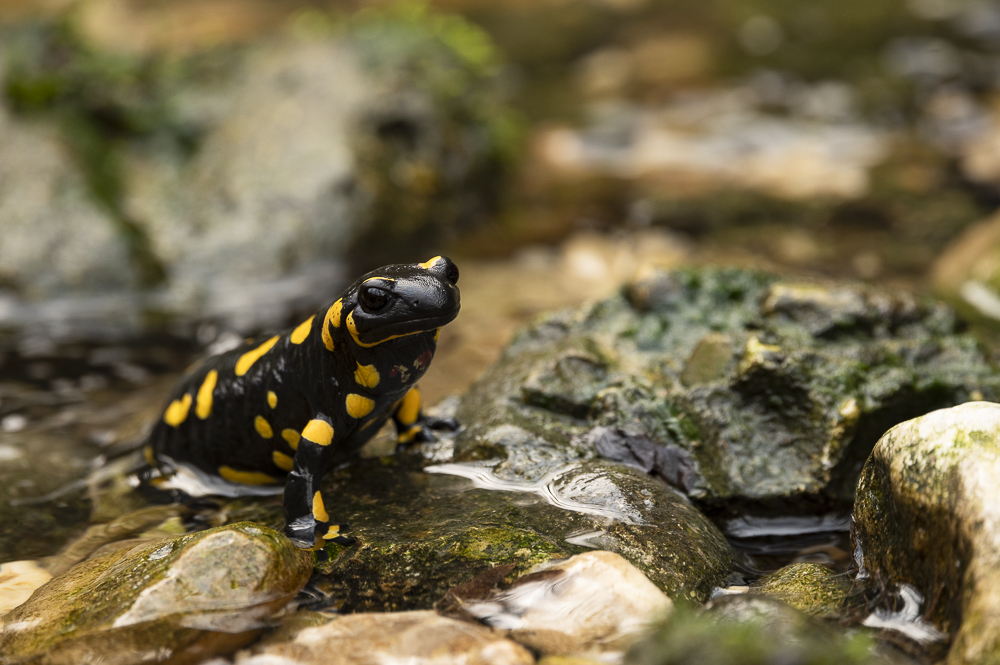 Salamandra Pezzata Si tratta di un anfibio prevalentemente notturno; appare durante il giorno solo in occasione di forti piogge.