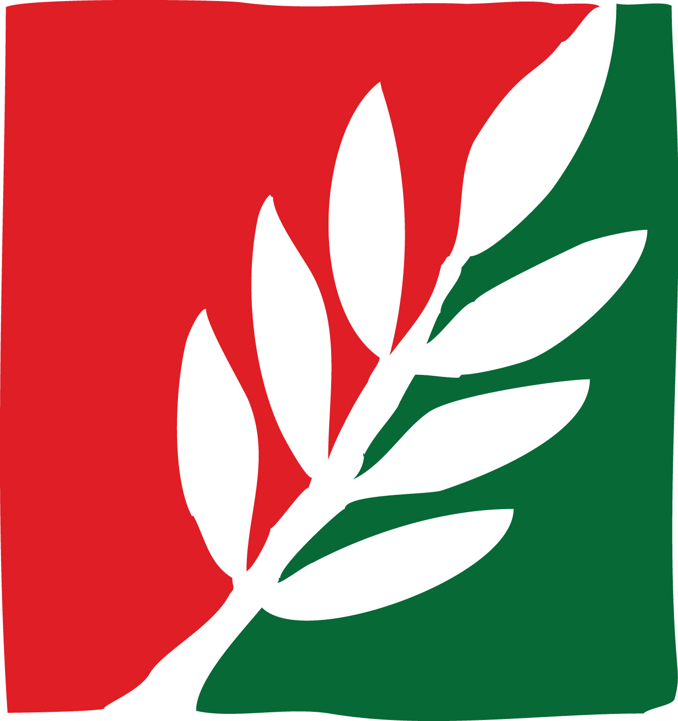 Ulivo palestina