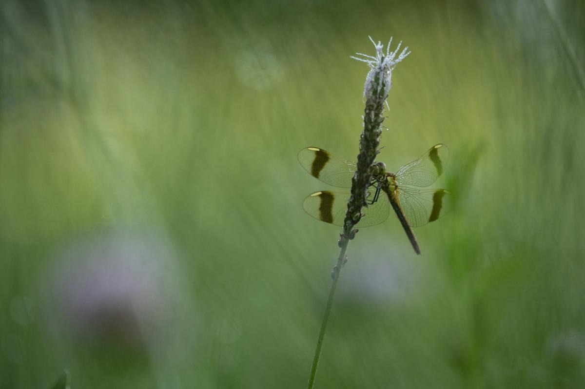 Nome comune Cardinale alifasciate. A livello europeo e in Italia la specie è considerata specie a Minor Preoccupazione,si possono vedere la fine giugno a ottobre.