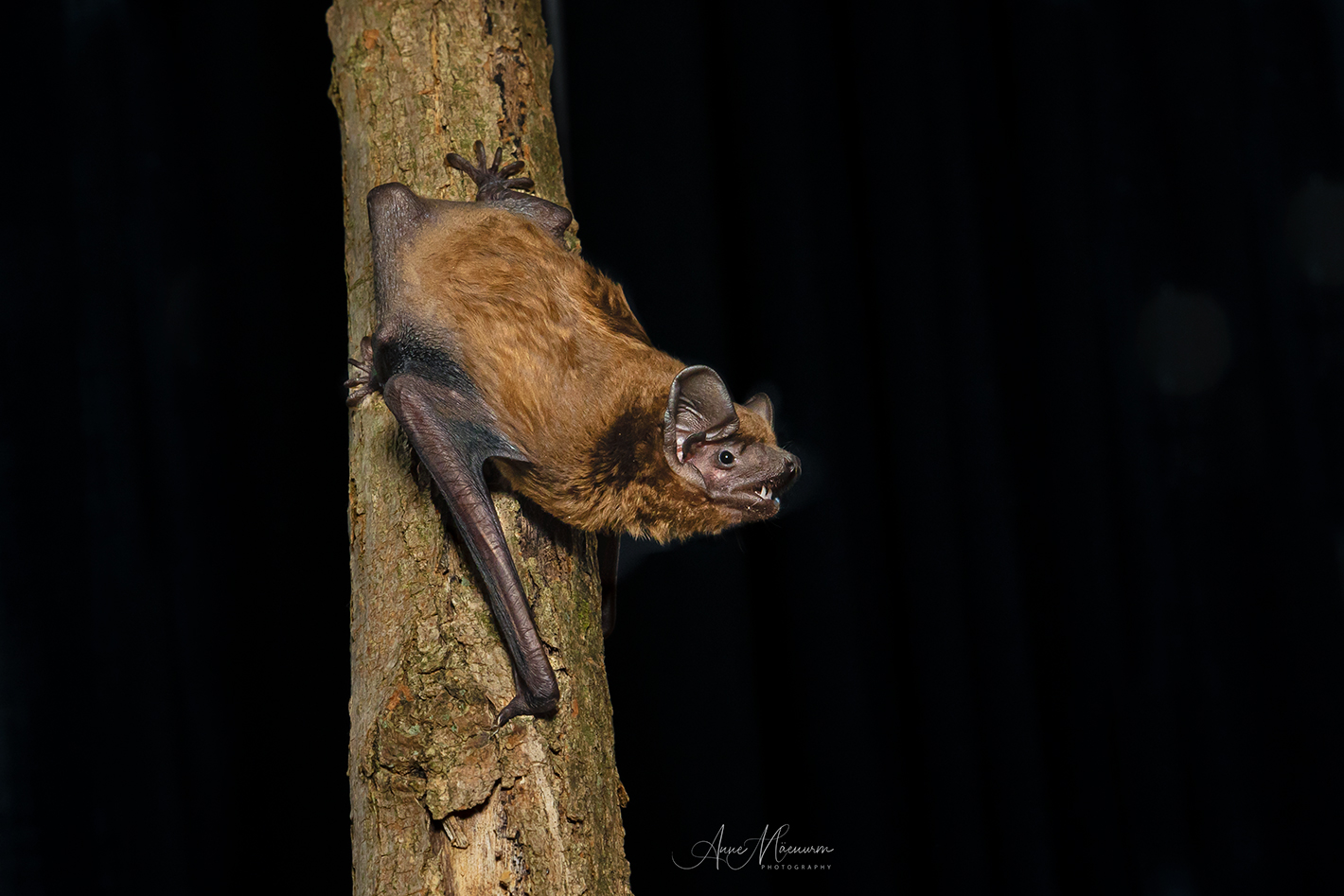 Nyctalus.noctula