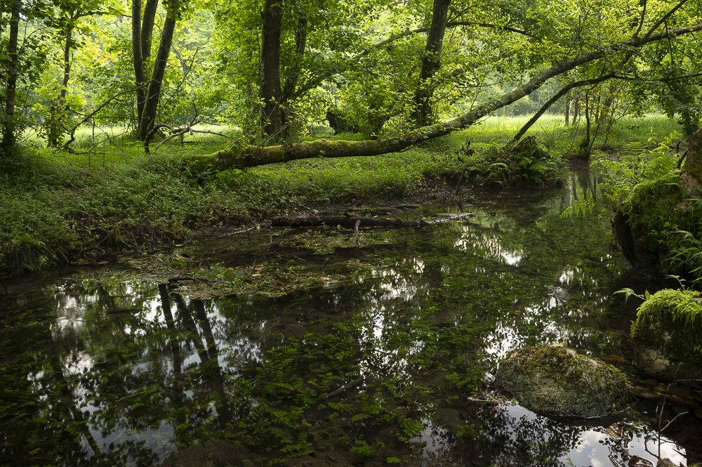 Acque di risorgiva sono acque che affiorano in superficie inserite nel Biotopo Naturale Regionale del Palù del Livenza e quindi zona sottoposta a tutela.