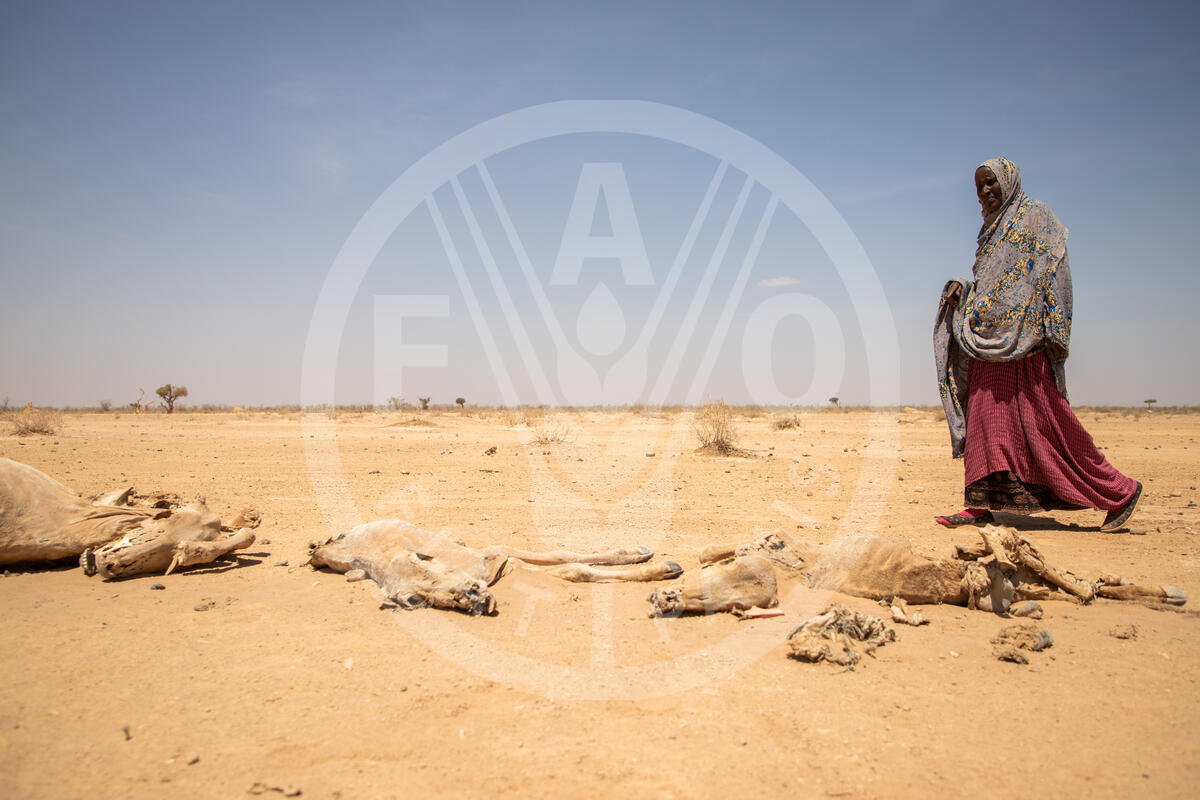 07 February 2022, Ethiopia, Oromia and Somali regions - Nefis Klass, 50 a mother of seven walking next to a corpuses in Gode Wereda, Gebias village of Ethiopia's Somali region IDP center.