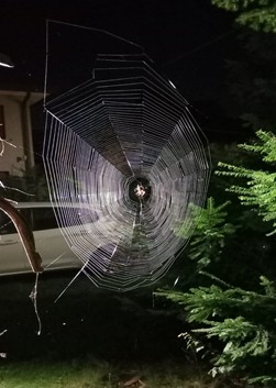 Foto articolo Soresi