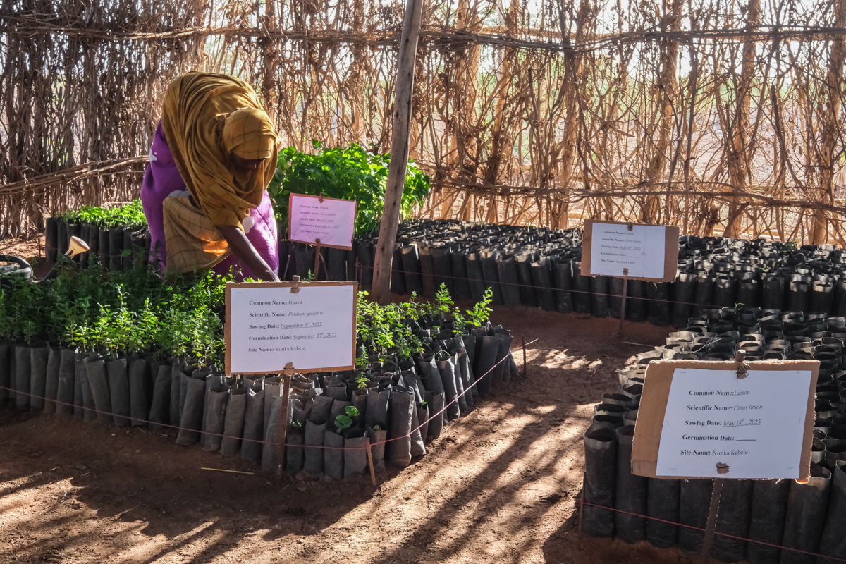 "Tree nurseries": l'interno del vivaio con alberi da frutto e medicinali, gestito da una cooperativa di donne che attraverso la vendita delle piantine contribuisce al proprio reddito e alla diffusione di piante da frutto per una migliore diversificazione delle dieta locale. Area di Gode (Somali Region Etiopia)