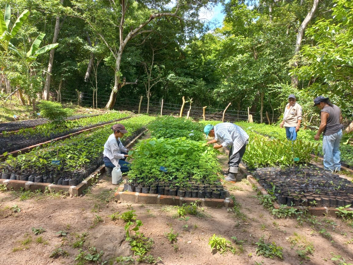 L’allestimento di un vivaio forestale in El Salvador dove grazie ad alcuni dei progetti di Iscos si procede alla riforestazione di vaste aree.