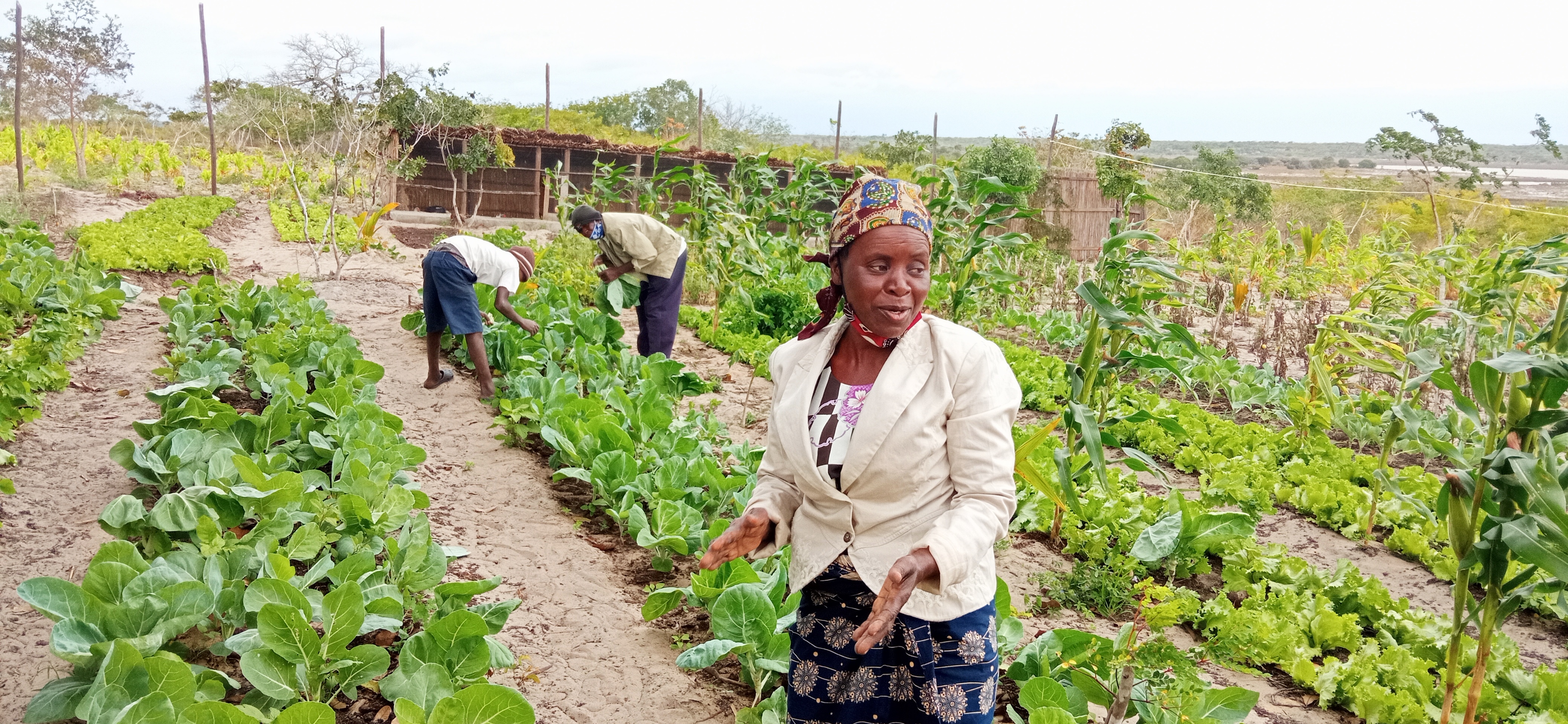 Attività agricole in Mozambico