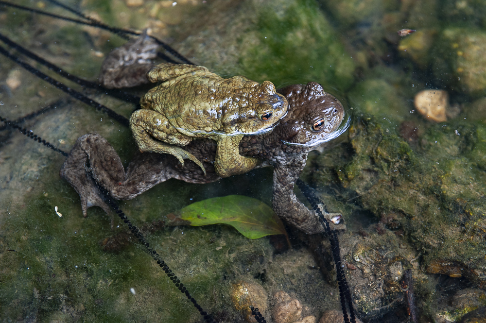 Bufo Bufo o rospo comune in accoppiamento.La femmina è più grande del maschio e depone le uova in lunghe file gelatinose. E’ protetto dalla Convenzione di Berna per la salvaguardia della fauna minore.