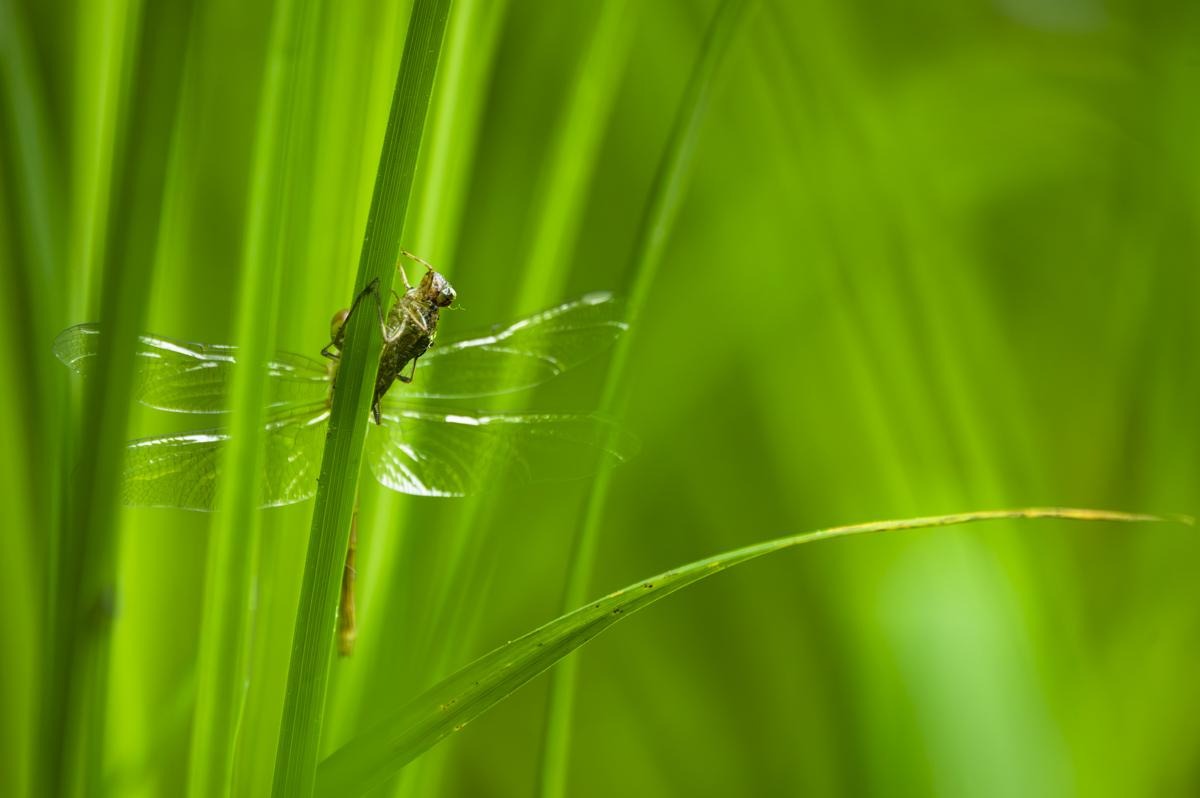 Una larva ha appena terminato l'ultimo atto della sua vita lasciando la vita acquatica e si è trasformata in una libellula, lasciando il suo involucro chiamato esuvia.