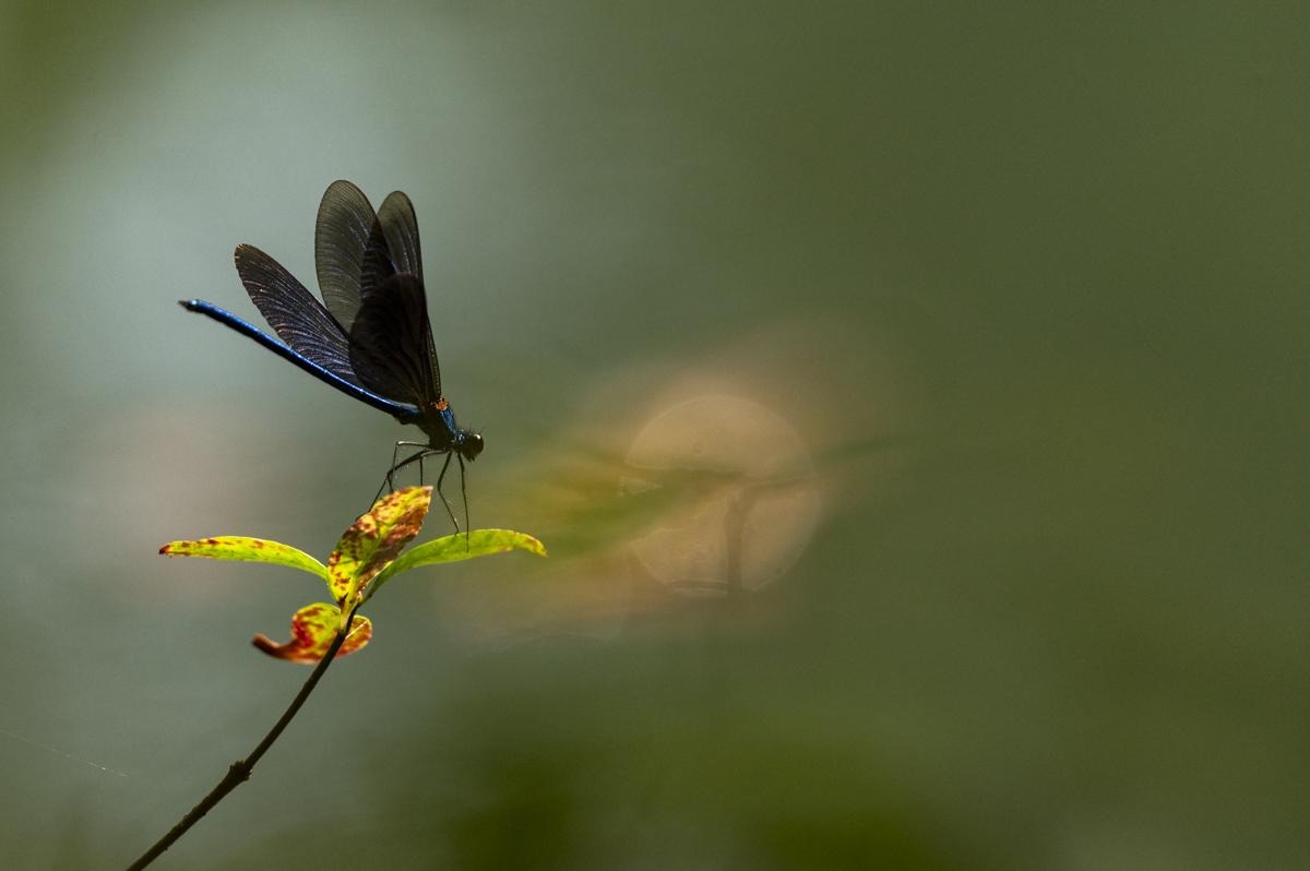 Calopteryx splendens, nome comune Splendente comune conosciuta anche con il nome di Damigella. E' la specie pi&ugrave; comune e si possono osservare da aprile a settembre lungo i corsi d'acqua.