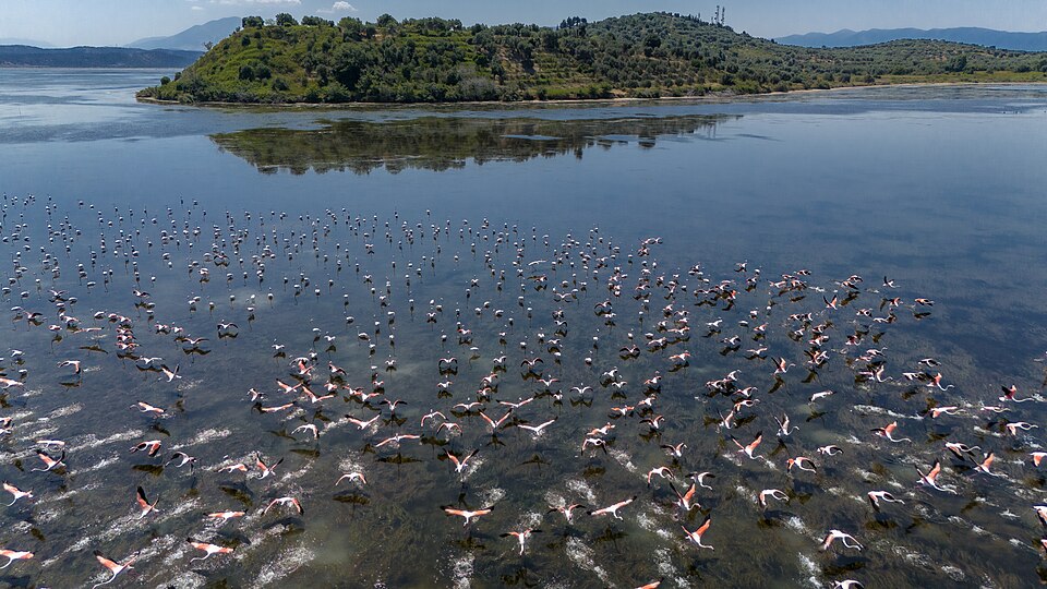 Fenicotteri rosa Albania