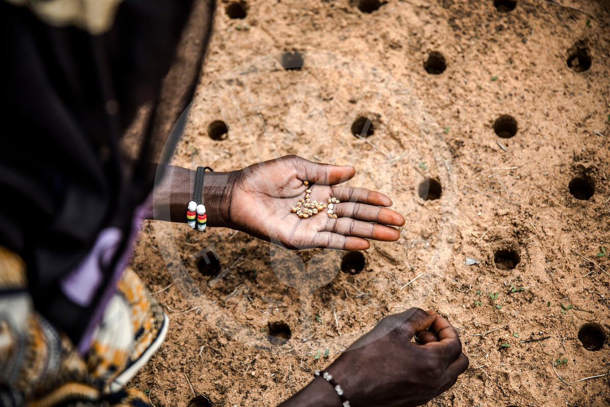 A woman plants some seeds while taking part in a Sahelian plants grow testing and reforestation project in Malamawa village, Zinder Region, Niger on July 30