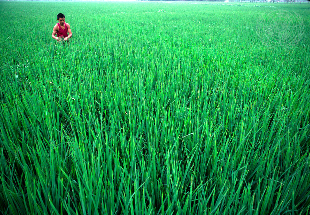 Rice fields in Chengdu, Sichuan