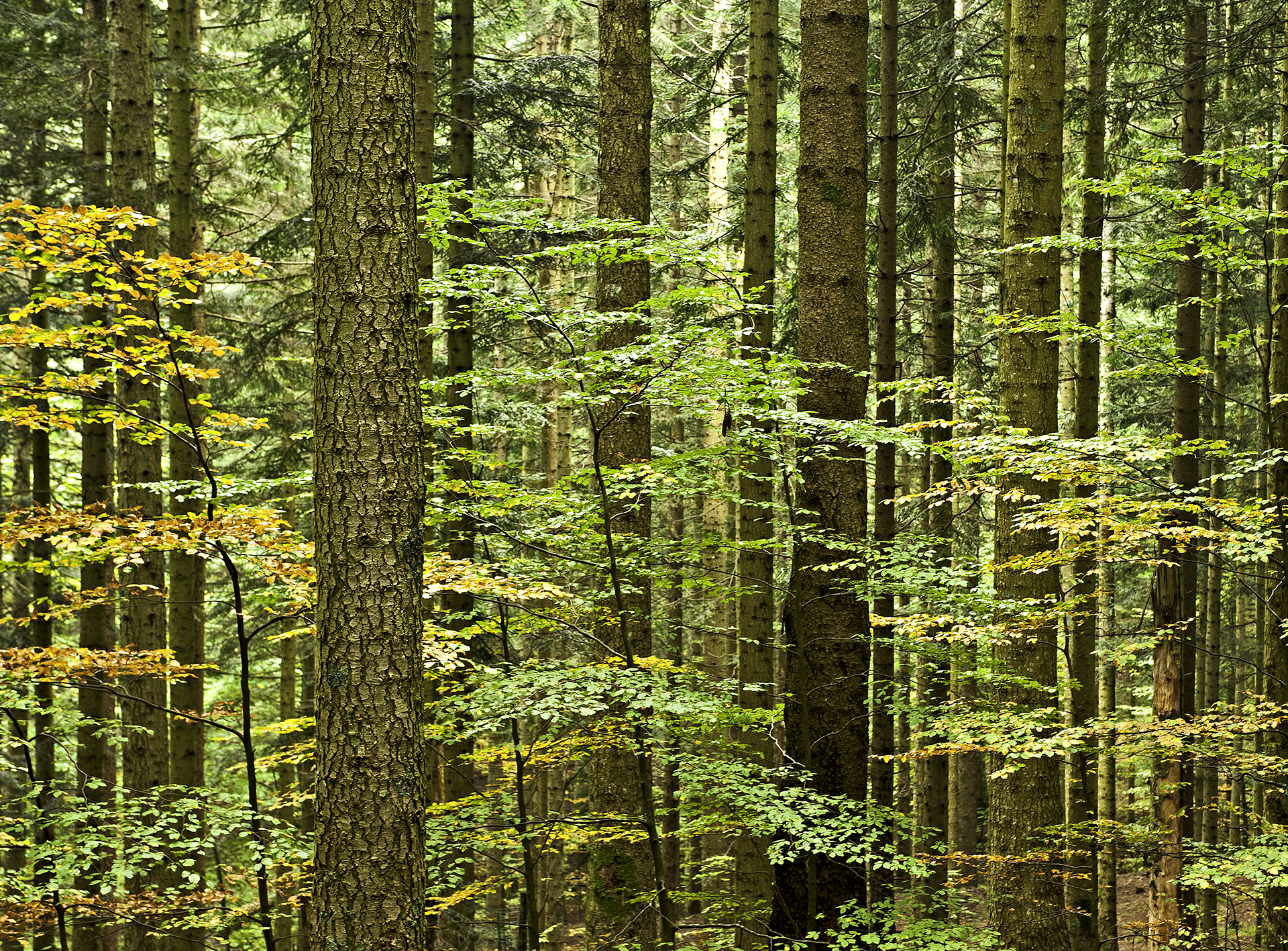 L'agonia delle grandi foreste, Diana Crestan 3