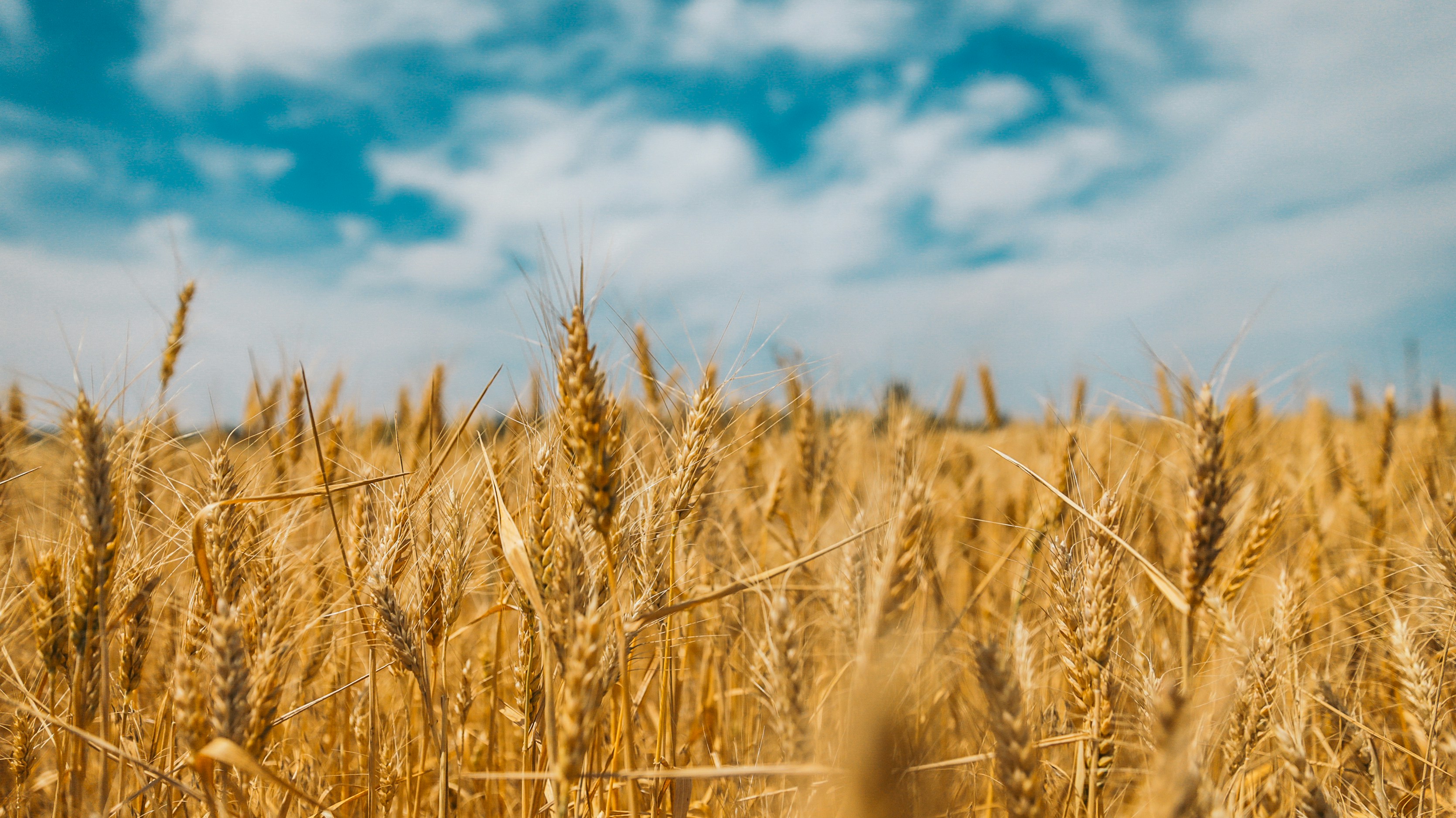 "Донбас - це Україна" Boundless fields of wheat in the east of Ukraine