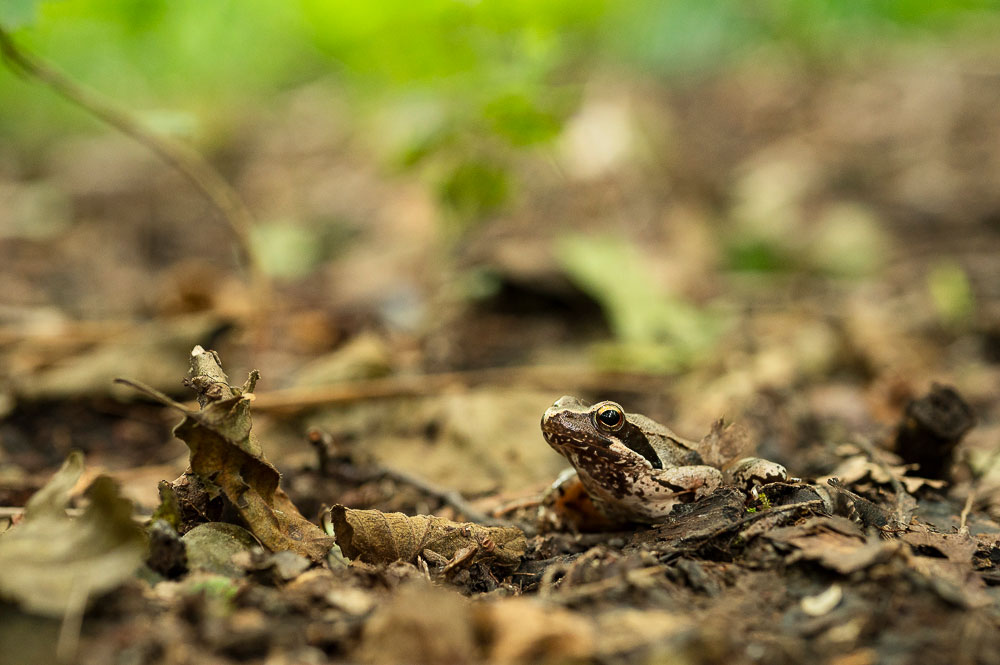 Rana di Lataste è una specie di piccole dimensioni, L'areale di questa specie è ristretto alla pianura Padana, ad una piccola area del Canton Ticino e ad alcuni siti in Slovenia e Croazia. La Lista rossa IUCN classifica questa specie come vulnerabile. Solo se il suo habitat verrà preservato le popolazioni potranno salvarsi dal rischio di estinzione.