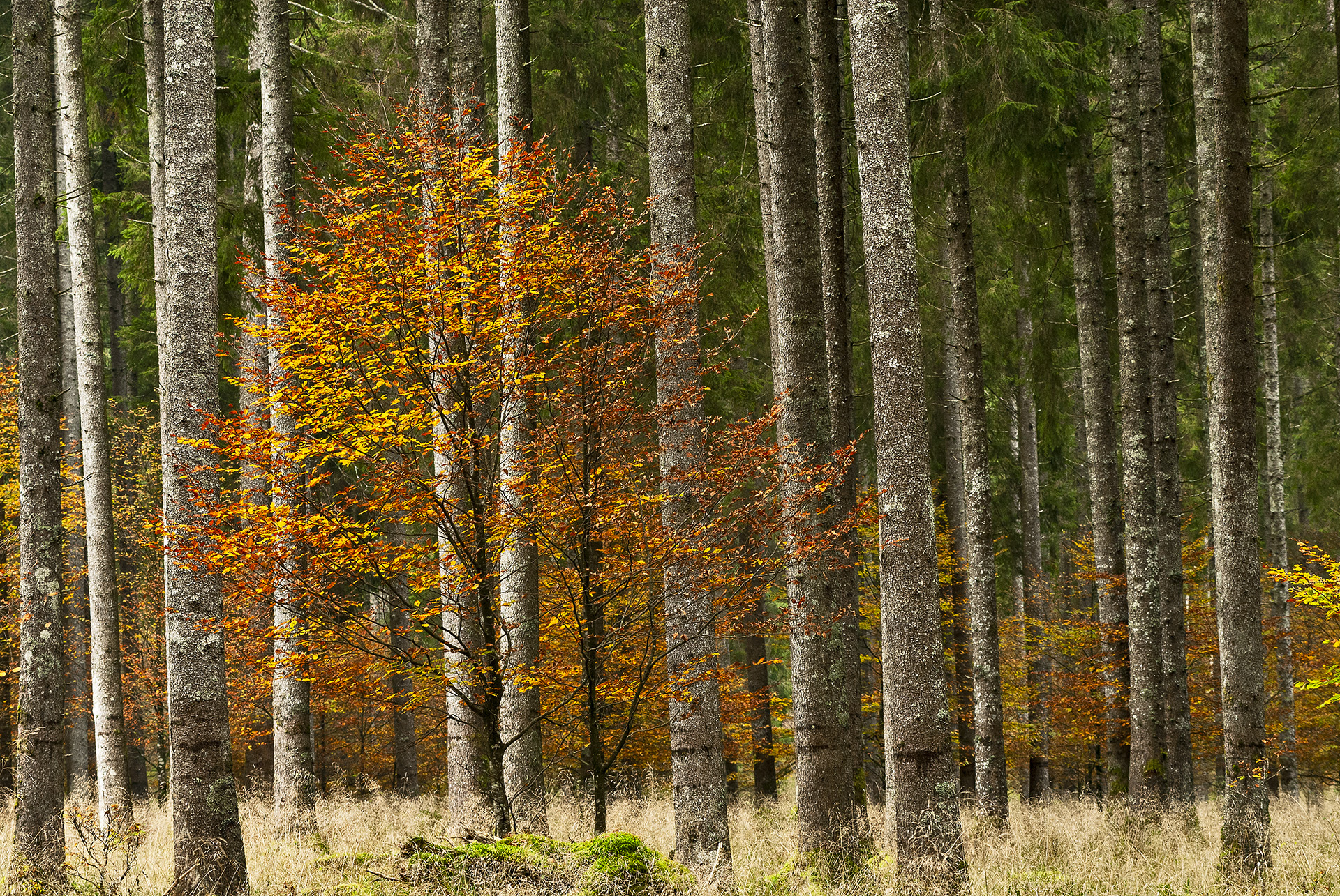 L'agonia delle grandi foreste, Diana Crestan 3