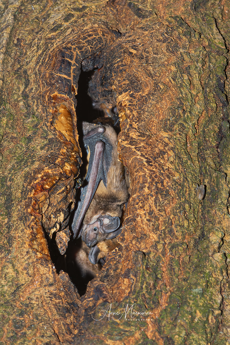 Nyctalus.lasiopterus