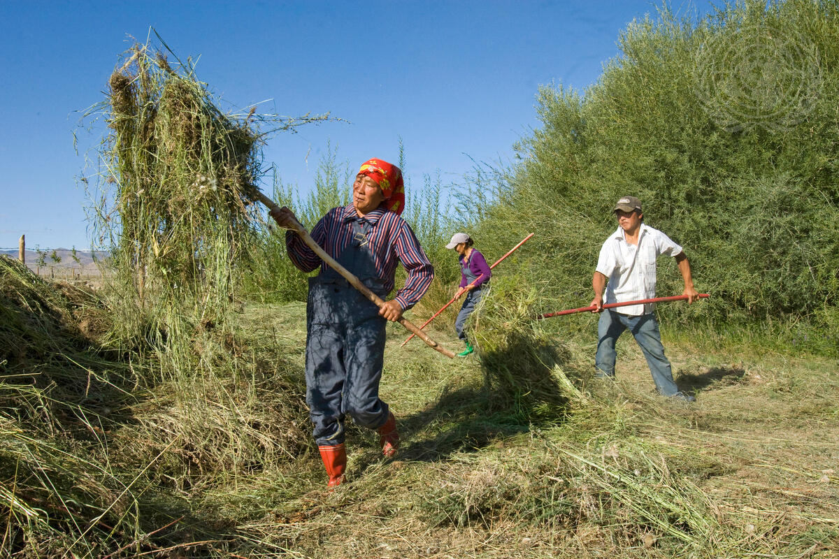 Farmers work in a ""fruit seeds"" project in the Altai-Sayan Eco-Region of Khovd Province, Mongolia. Established with support from the United Nations Development Programme (UNDP), the project offers converted land for the production of fruit tree seeds, helping to generate additional income for Mongolian farmers and prevent deforestation in the region.