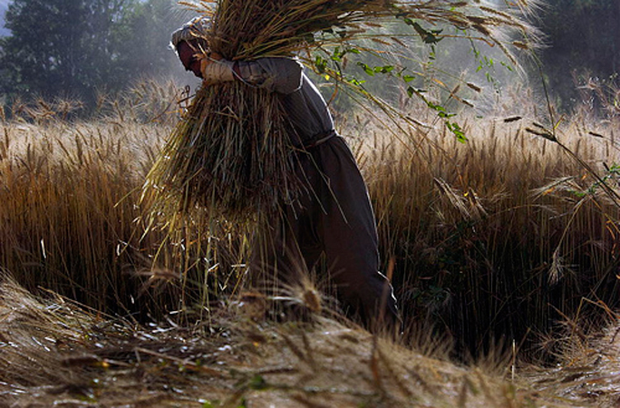 Farmer-at-work